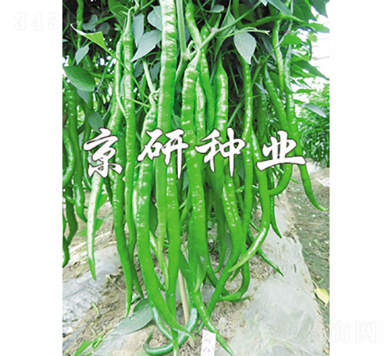 京線2號-辣椒種子-京研種業