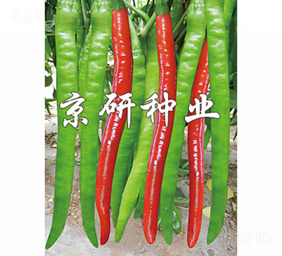 京線4號-辣椒種子-京研種業
