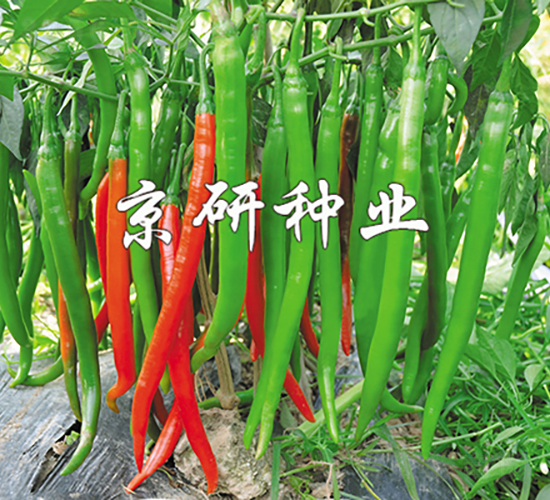 京線6號-辣椒種子-京研種業