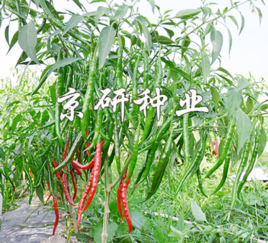 丘北辣1號-辣椒種子-京研種業
