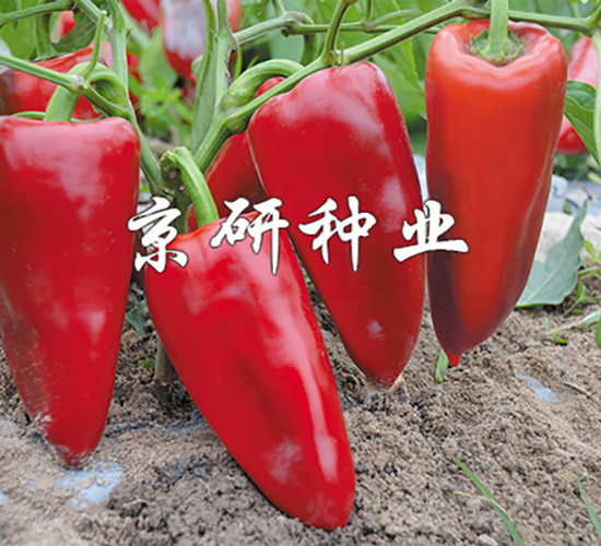 改良京椒3號-辣椒種子-京研種業