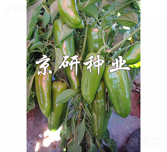京碩3號-辣椒種子-京研種業