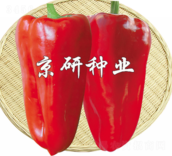 京碩4號-辣椒種子-京研種業