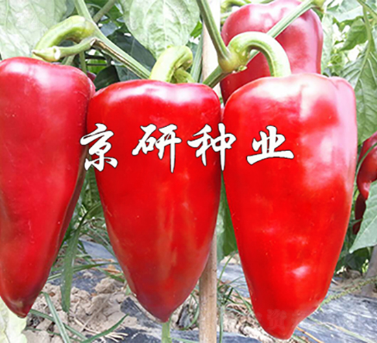 京碩5號-辣椒種子-京研種業(yè)