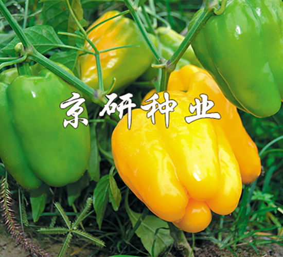 京博3號-辣椒種子-京研種業