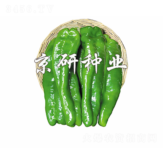 博銳-辣椒種子-京研種業