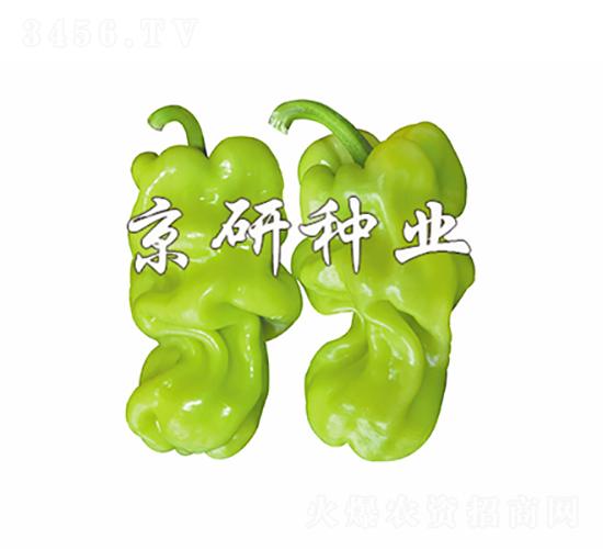 皺皮1號-辣椒種子-京研種業