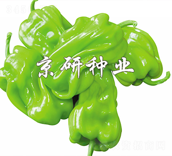 皺皮2號-辣椒種子-京研種業