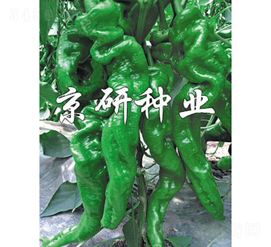 京旋105-辣椒種子-京研種業