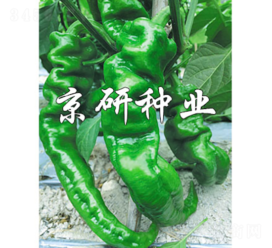京旋26-辣椒種子-京研種業