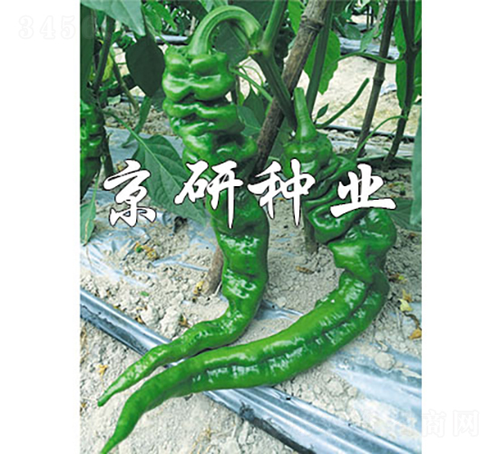 京旋47-辣椒種子-京研種業