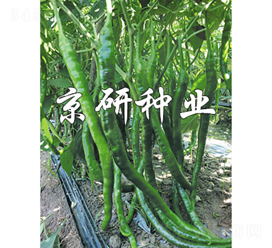 京線158-辣椒種子-京研種業