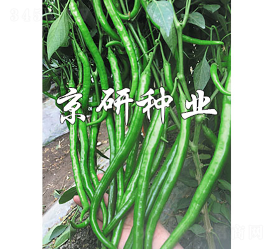 京線181-辣椒種子-京研種業