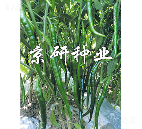 丘北辣2號-辣椒種子-京研種業