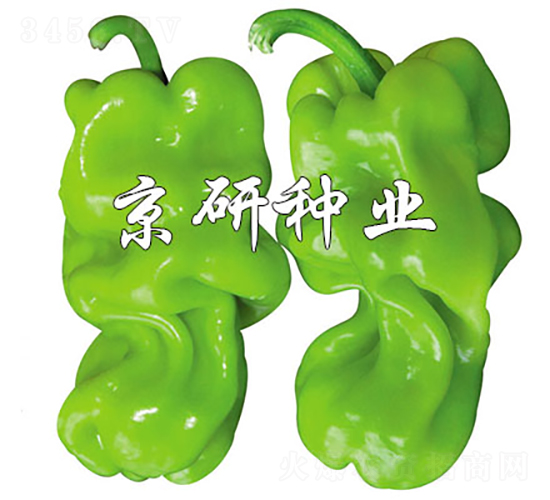 京研皺皮3號-辣椒種子-京研種業