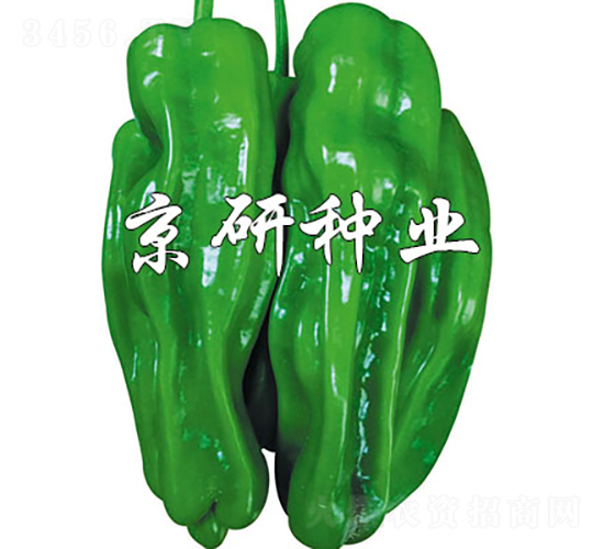 博悅2號-辣椒種子-京研種業