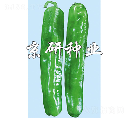 博悅3號-辣椒種子-京研種業