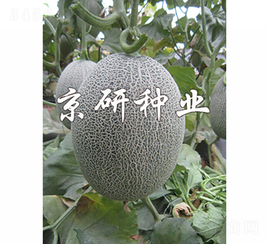 京御密18-甜瓜種子-京研種業
