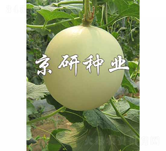 京玉姑1號-甜瓜種子-京研種業