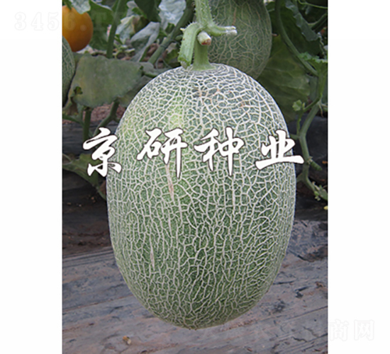 京御密28-甜瓜種子-京研種業