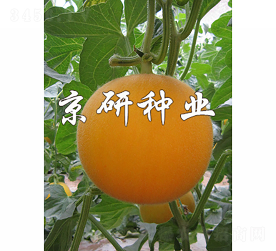 京玉太陽-甜瓜種子-京研種業