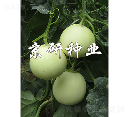 白玉-甜瓜種子-京研種業