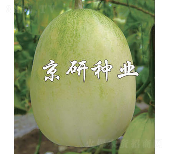 京玉10號-甜瓜種子-京研種業