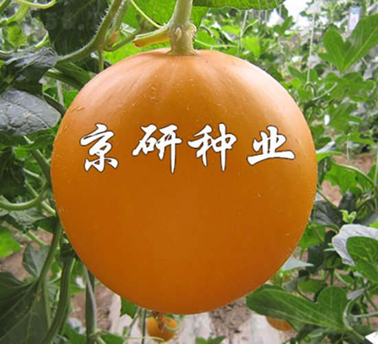 伊麗莎白2號-甜瓜種子-京研種業