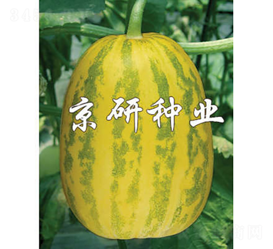 京玉30-甜瓜種子-京研種業