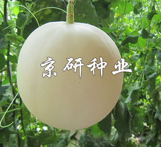 京玉新月-甜瓜種子-京研種業