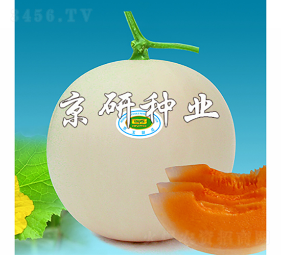 京玉月亮-甜瓜種子-京研種業