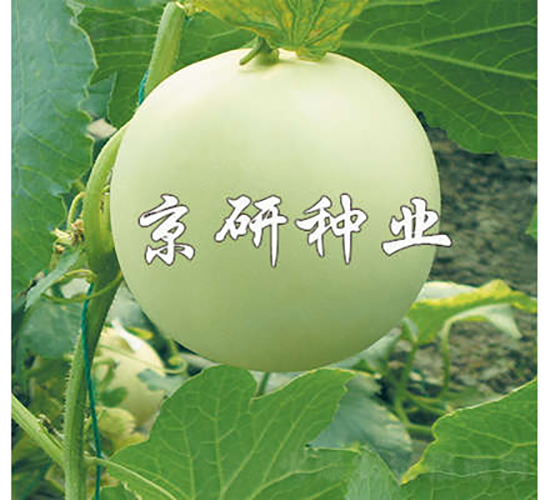 京玉1號-甜瓜種子-京研種業