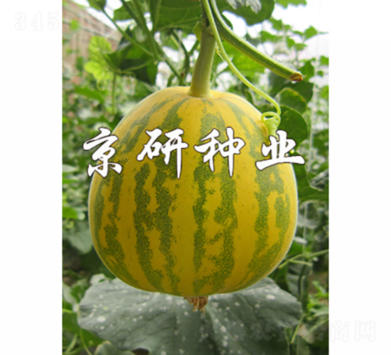 京玉826-3-甜瓜種子-京研種業