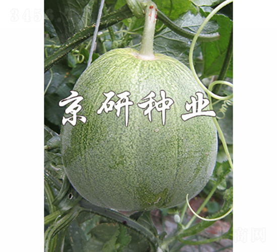 京玉848-2-甜瓜種子-京研種業