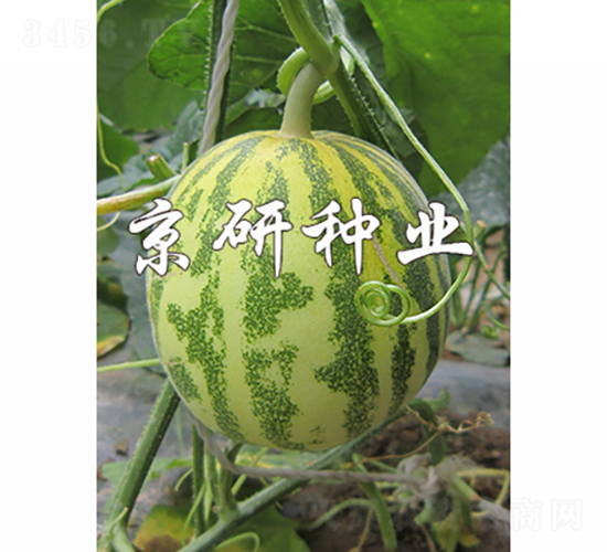 京玉850-2-甜瓜種子-京研種業