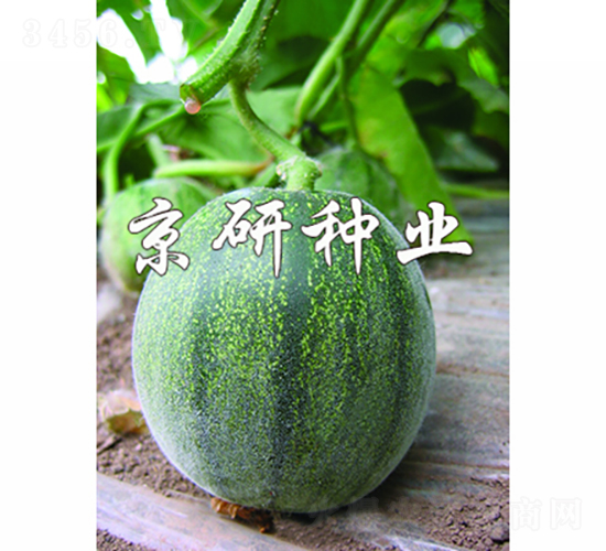 京玉墨寶-甜瓜種子-京研種業