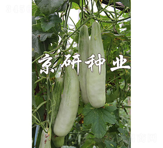 京玉羊角酥-甜瓜種子-京研種業
