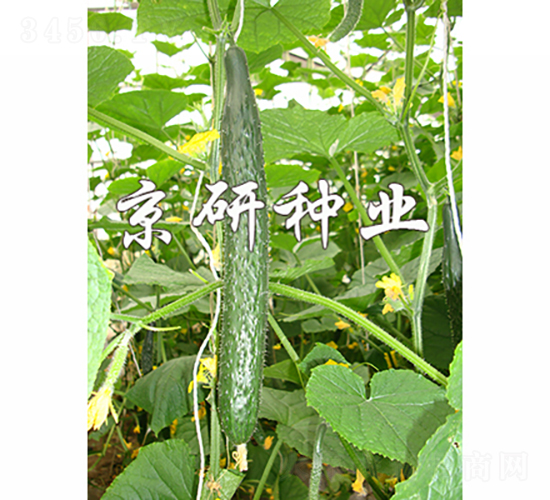 京研冬寶1568-黃瓜種子-京研種業