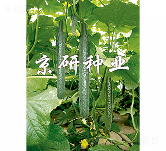 京研107-黃瓜種子-京研種業