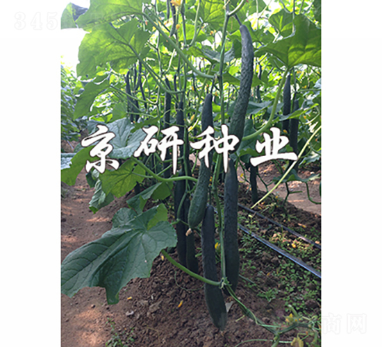 京豐235-黃瓜種子-京研種業