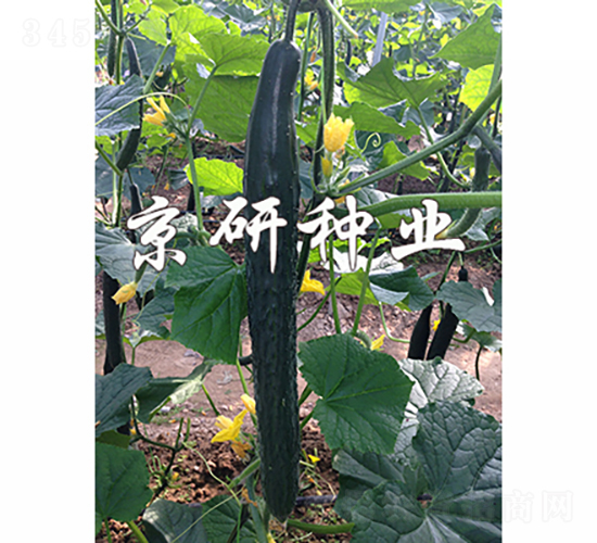 京豐459-黃瓜種子-京研種業