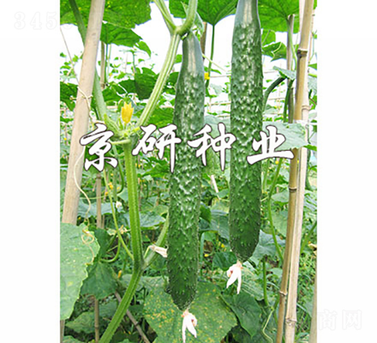 京研春秋綠2號-黃瓜種子-京研種業(yè)