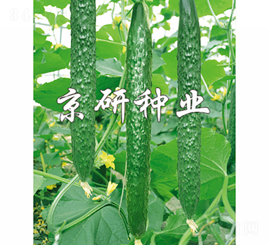 京研春秋綠-黃瓜種子-京研種業