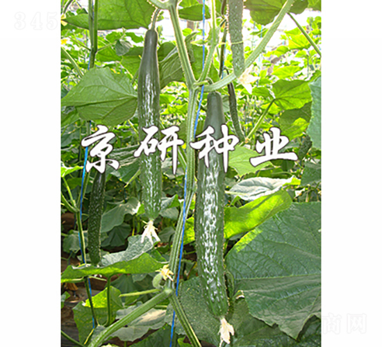 京研109-黃瓜種子-京研種業