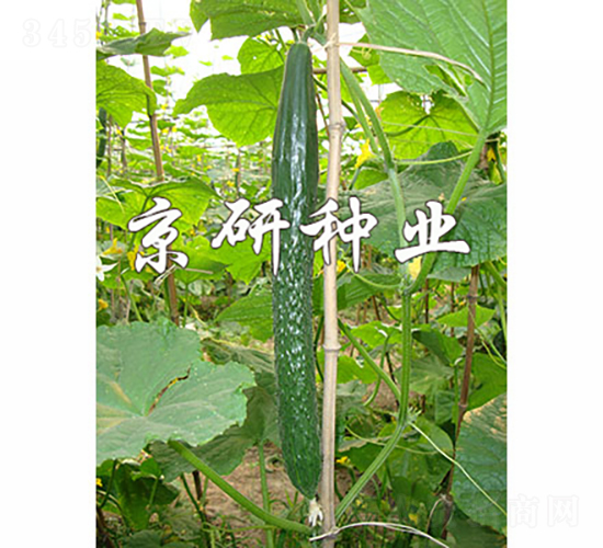 京研407-黃瓜種子-京研種業
