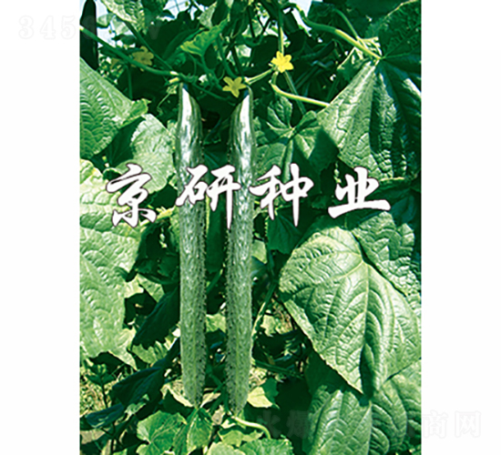 北京403-黃瓜種子-京研種業