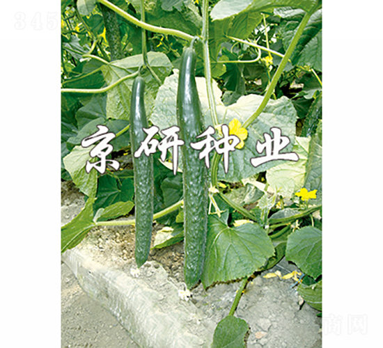 北京新401-黃瓜種子-京研種業