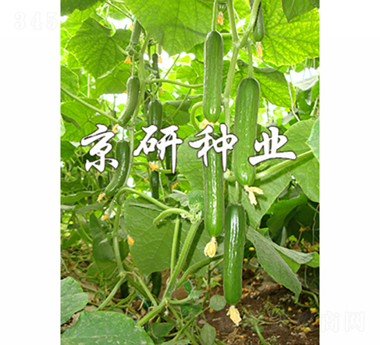 京研迷你9號-黃瓜種子-京研種業