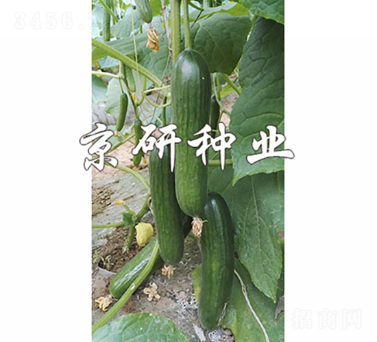 綠精靈10號(hào)-黃瓜種子-京研種業(yè)
