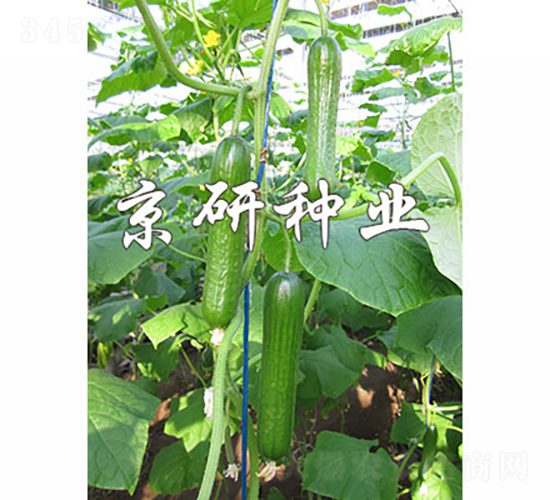 綠精靈6號-黃瓜種子-京研種業